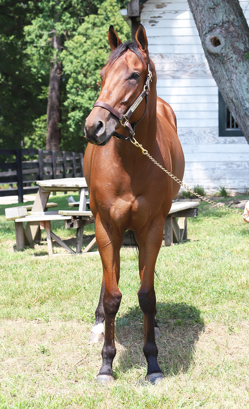 A head-on shot of a bay gelding