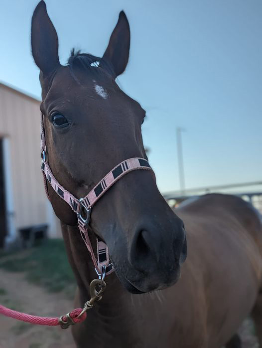 A bay Thoroughbred gelding.