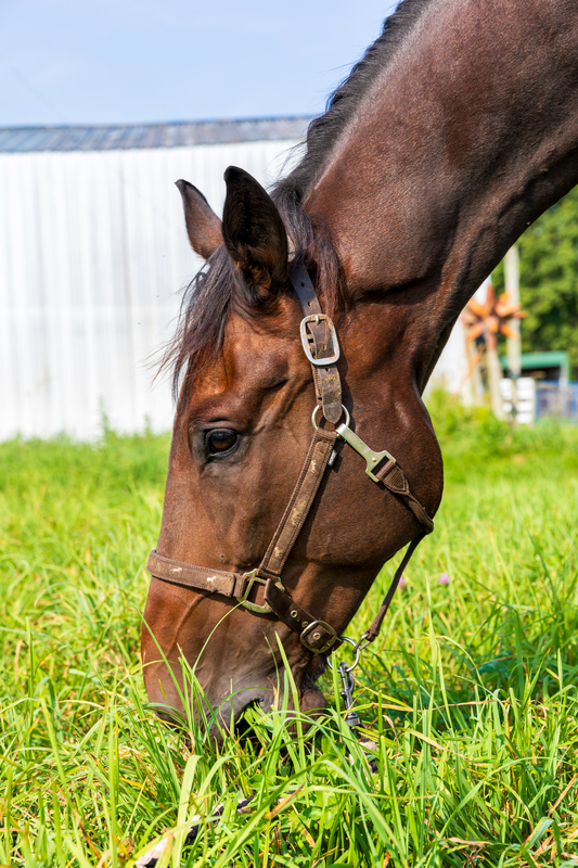 A bay gelding grazing.