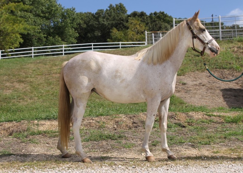 An Appaloosa mare.