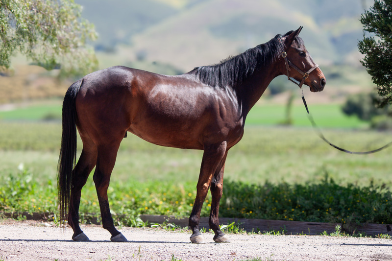 Conformation shot of a bay gelding