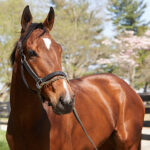 A bay Thoroughbred gelding