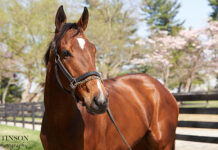 A bay Thoroughbred gelding