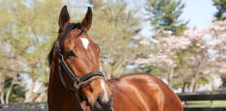 A bay Thoroughbred gelding