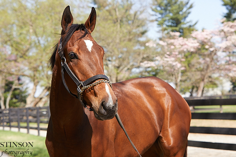 A bay Thoroughbred gelding