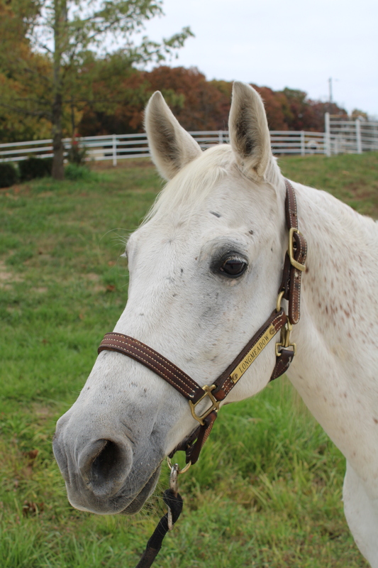 A portrait of a gray gelding