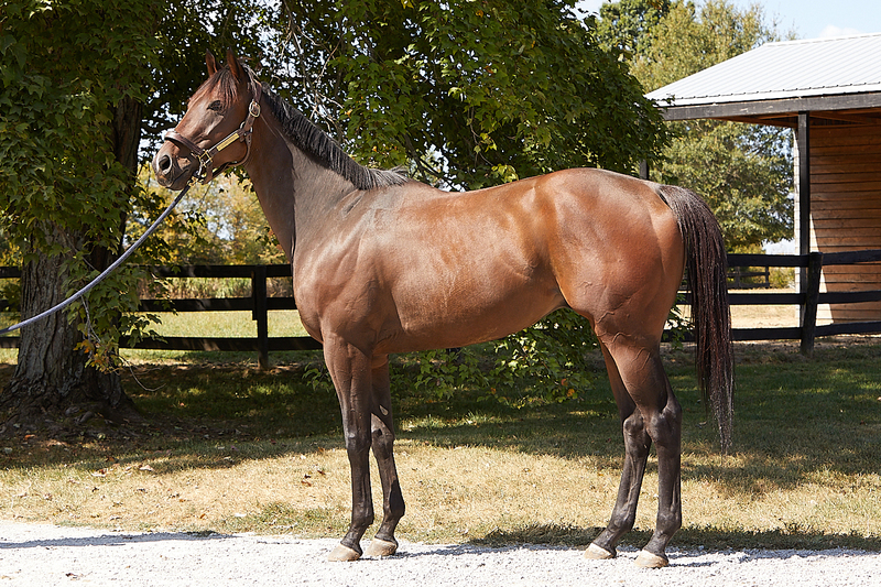 A bay Thoroughbred gelding