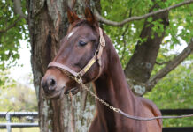 A headshot of a bay Thoroughbred mare