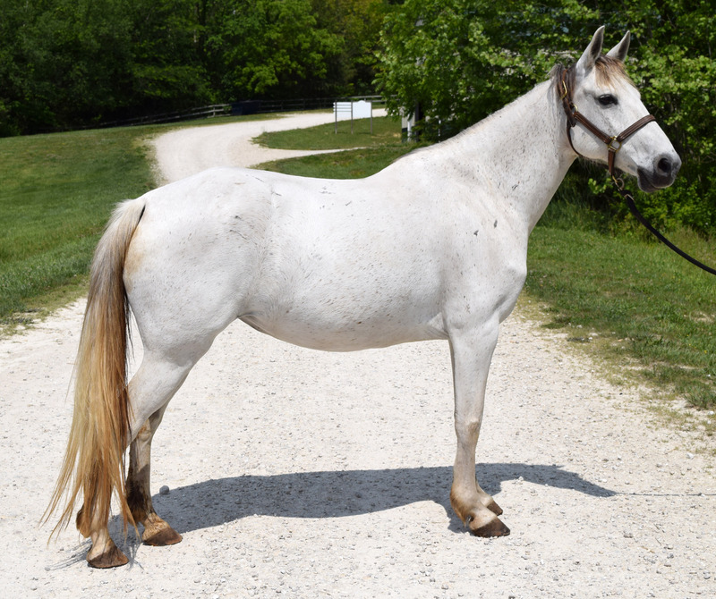 Conformation shot of a gray mare