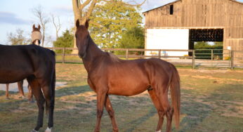 American Cream Draft Horse Breed Profile - Horse Illustrated