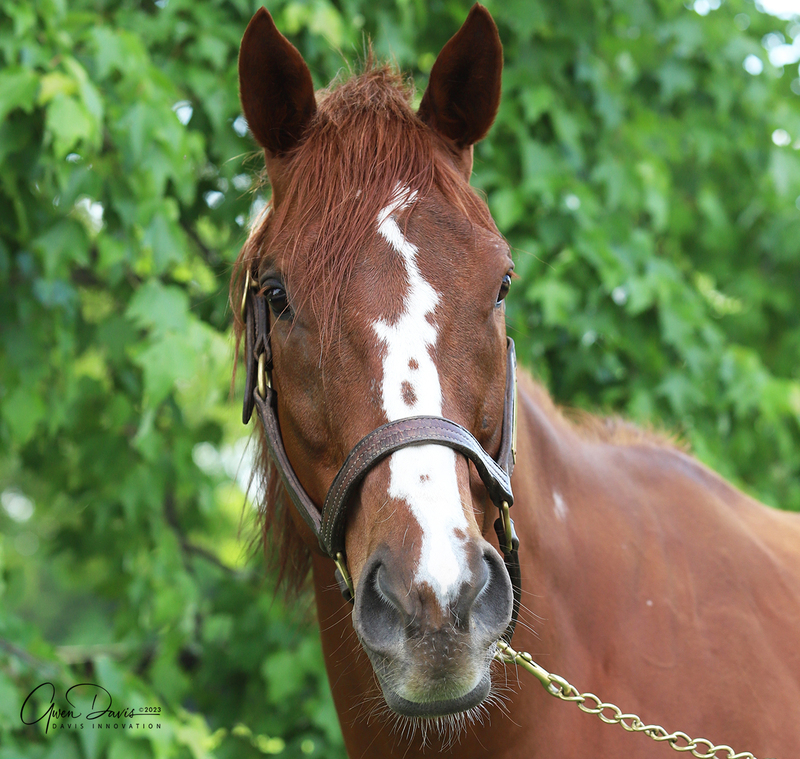 A chestnut with a freckled blaze