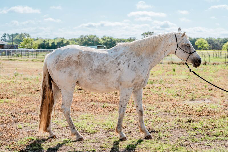 A conformation photo of a senior Appaloosa gelding