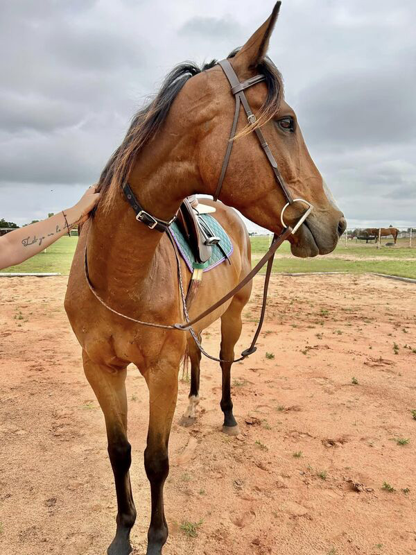 A tacked up bay Thoroughbred gelding