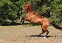 A rearing Akhal-Teke