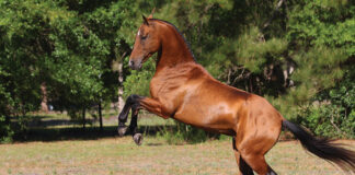 A rearing Akhal-Teke