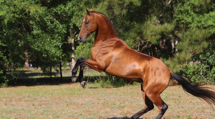 A rearing Akhal-Teke