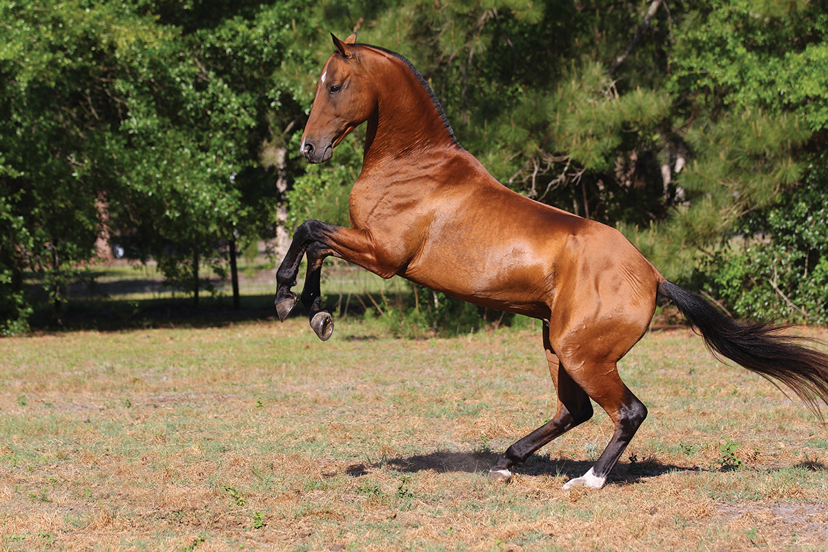 A rearing Akhal-Teke horse