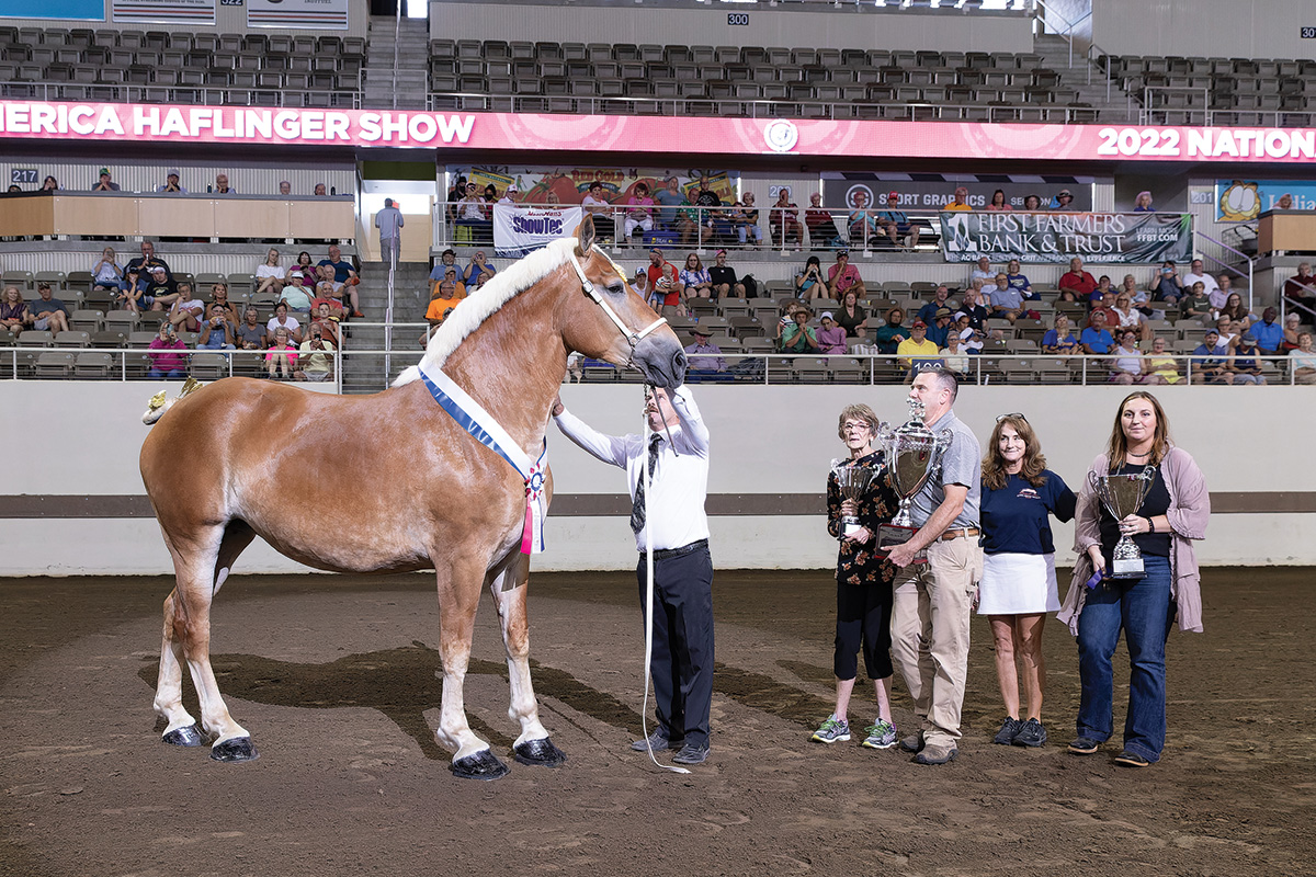 The National Belgian Horse Show.