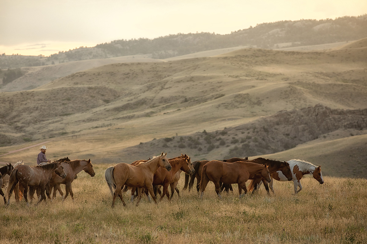 A herd of horses of various colors, each with their own name