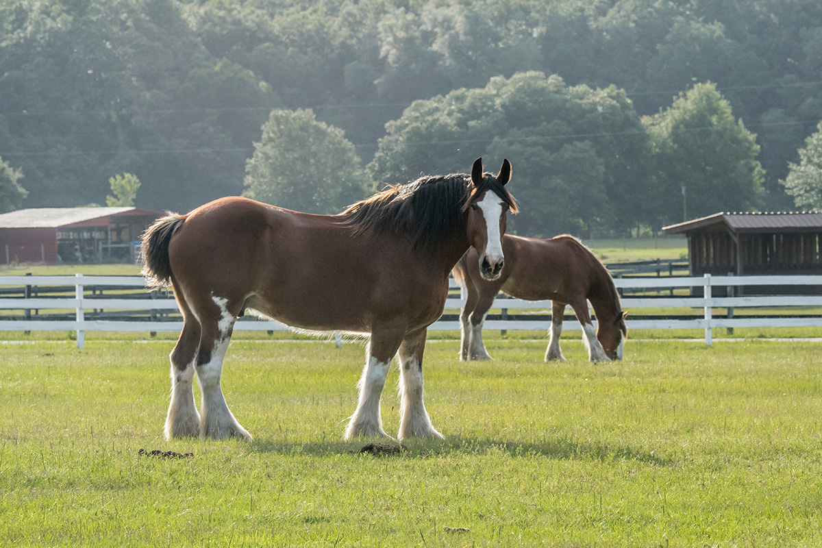 Two Clydesdales in a field