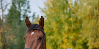 The Kerrits vest, featured on this fall equestrian gear list