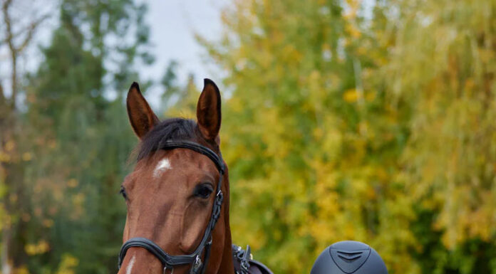 The Kerrits vest, featured on this fall equestrian gear list