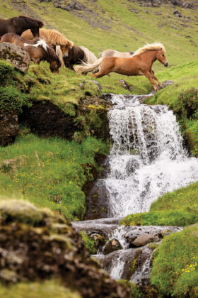 Ponies in Iceland pass by a waterfall