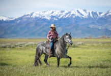 A Peruvian Horse performing one of its trademark gait with the Andes Mountains in the background