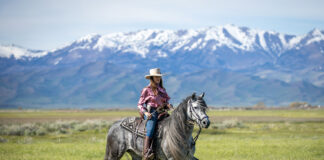 A Peruvian Horse performing one of its trademark gait with the Andes Mountains in the background