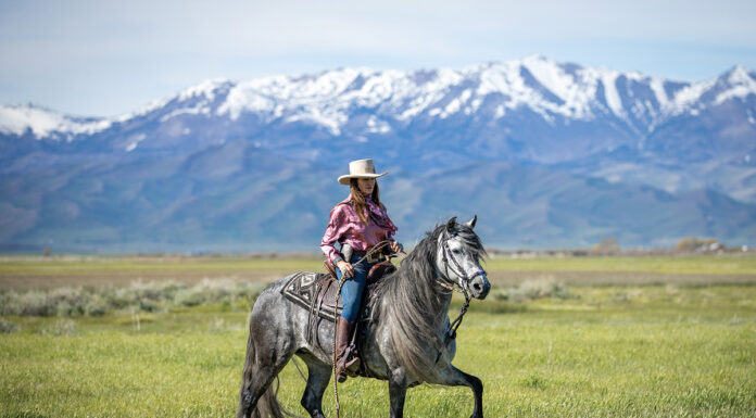 A Peruvian Horse performing one of its trademark gait with the Andes Mountains in the background