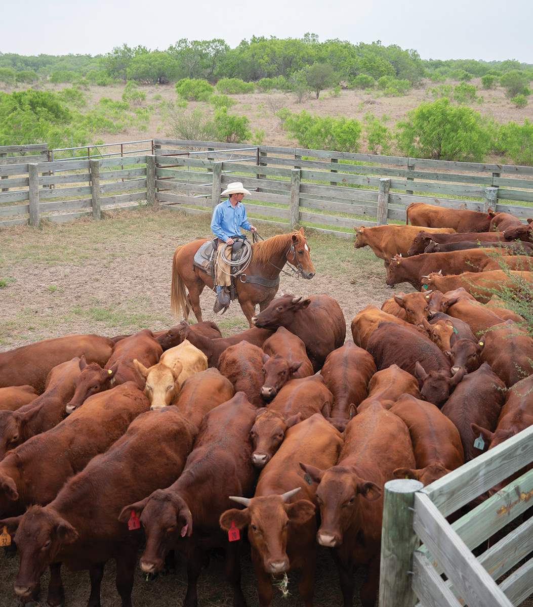 A King Ranch kineno works cattle aboard a Quarter Horse