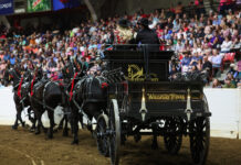 The Whispery Pines Percherons performing.