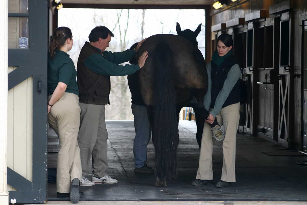 A hind limb flexion test being performed on a horse to determine if Pro-Stride APS would be a helpful method