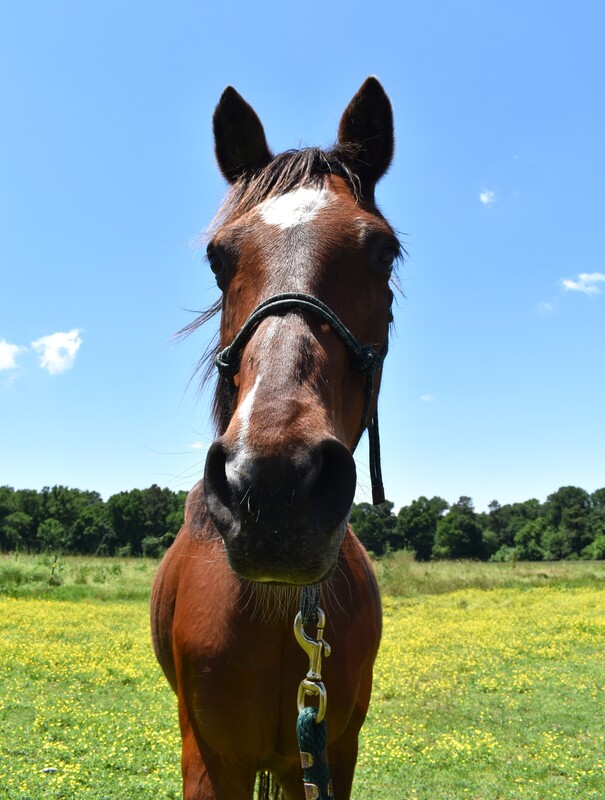 A cute headshot of a bay gelding