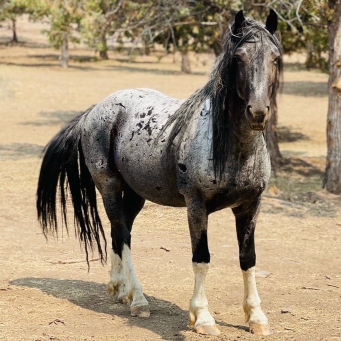 Blue Zeus, the horse behind the Breyer model figure, who will be celebrated at BreyerFest 2024