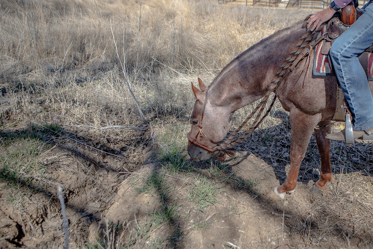 A roan gelding investigates his surroundings on the ground