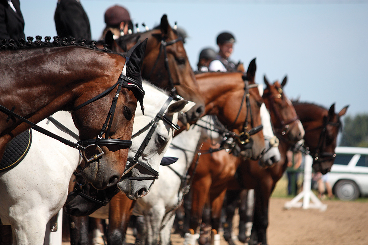 A lineup of horses at a show.