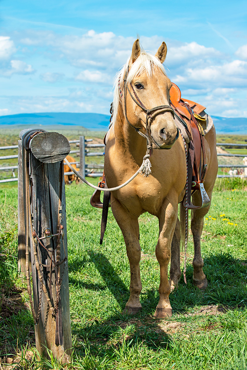 A horse tied to a secure post. Tying horses to secure spots help beginner horse people to avoid crucial mistakes.