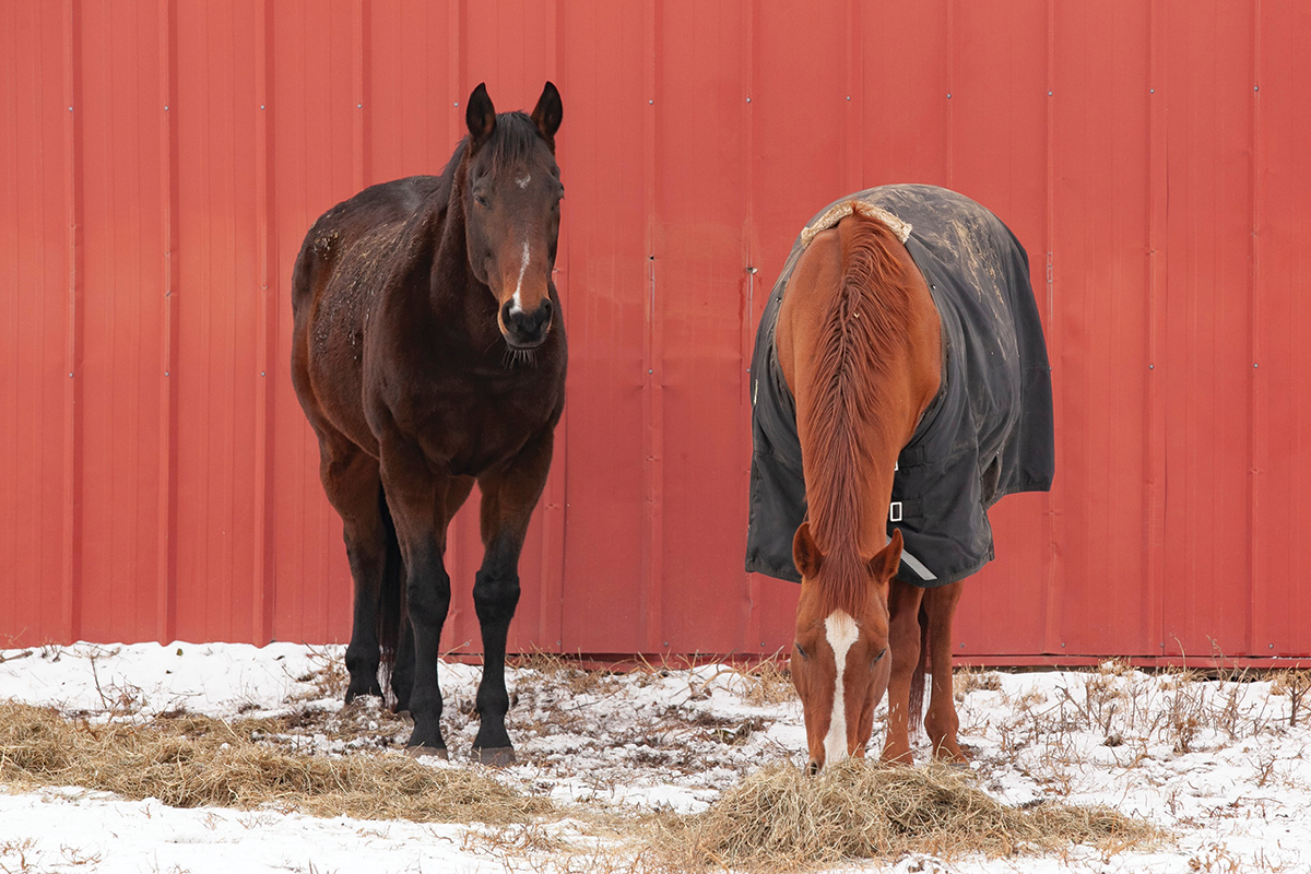 Two geldings eating hay in the snow.