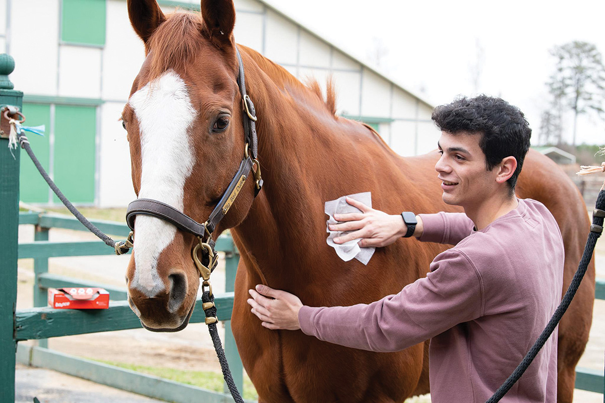 Running a dryer sheet over a horse for static and bug control, which is a helpful grooming hack