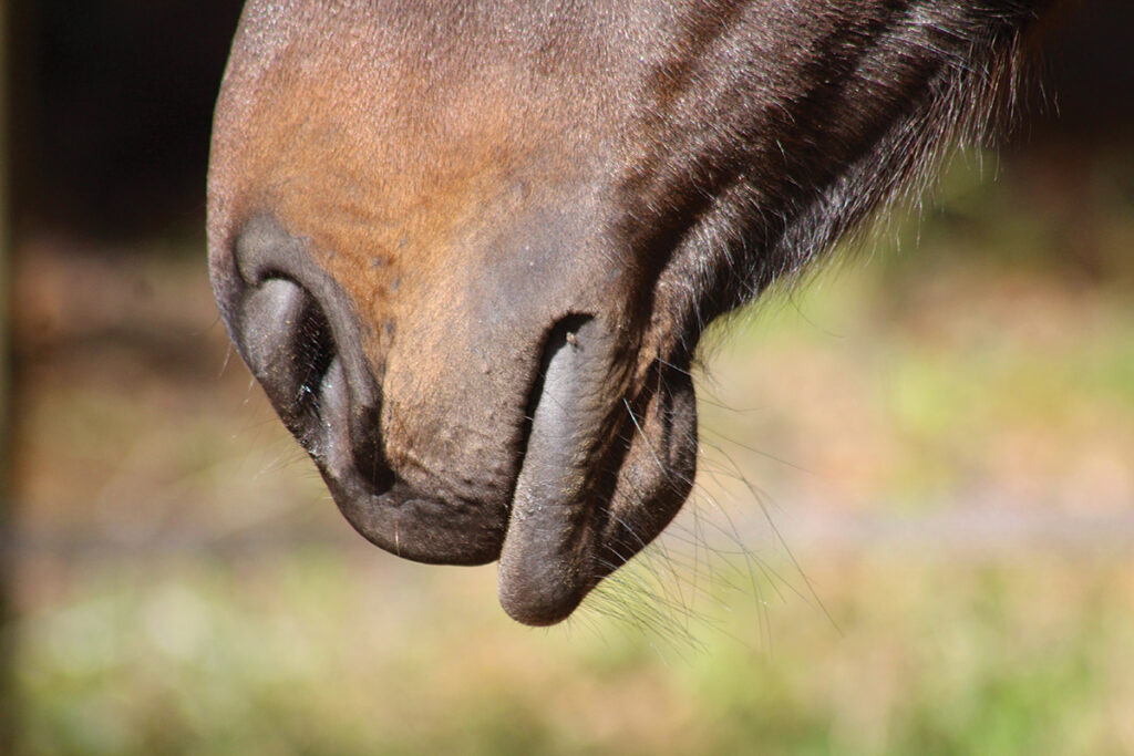 Horse Happiness: Five Questions to Ask - Horse Illustrated