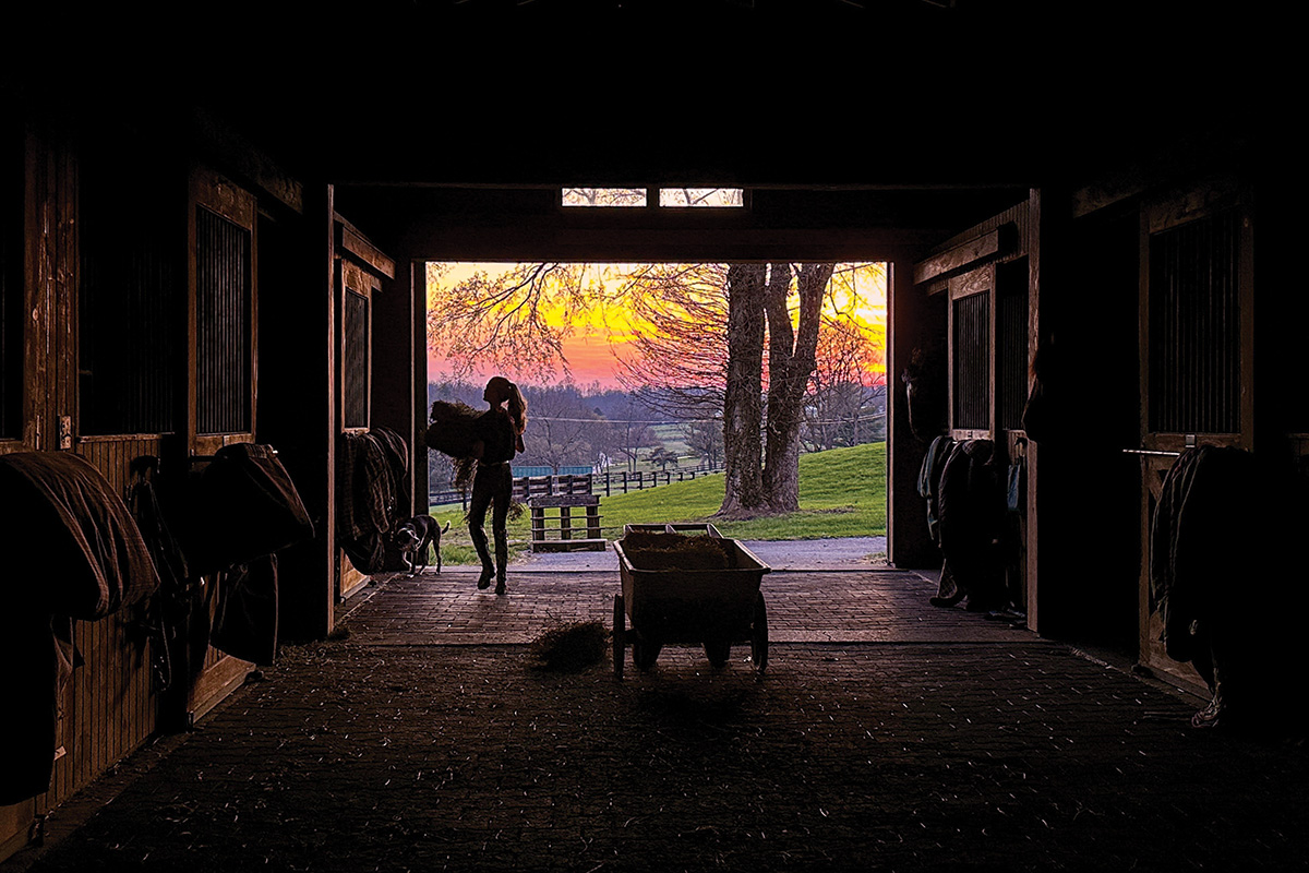 Horses being fed at the stable where their owners board them