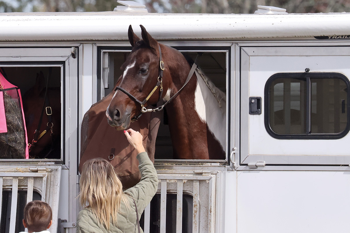 A horse in a trailer for evacuation from a natural disaster. An emergency preparedness plan helped this horse get to safety.