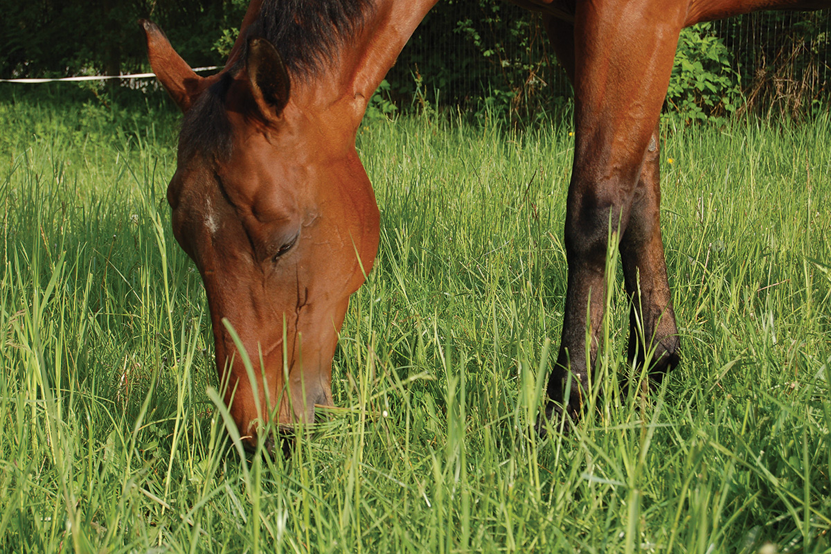 A horse grazing on a pasture with healthy management