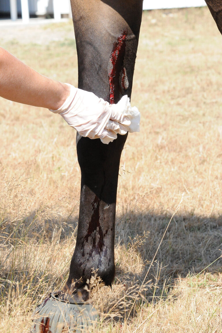 Treating Puncture Wounds in Horses - Horse Illustrated