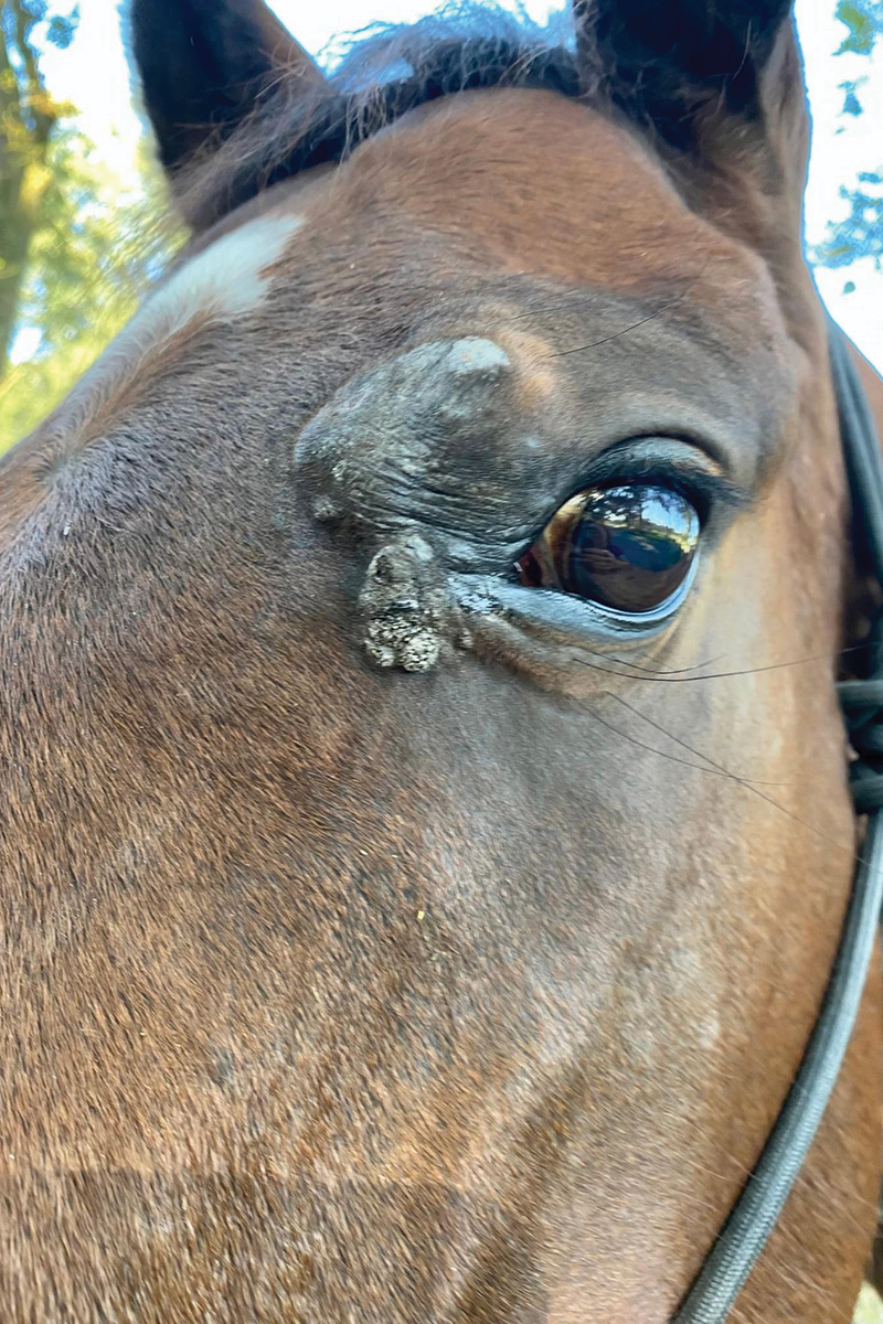 A sarcoid near a horse's eye