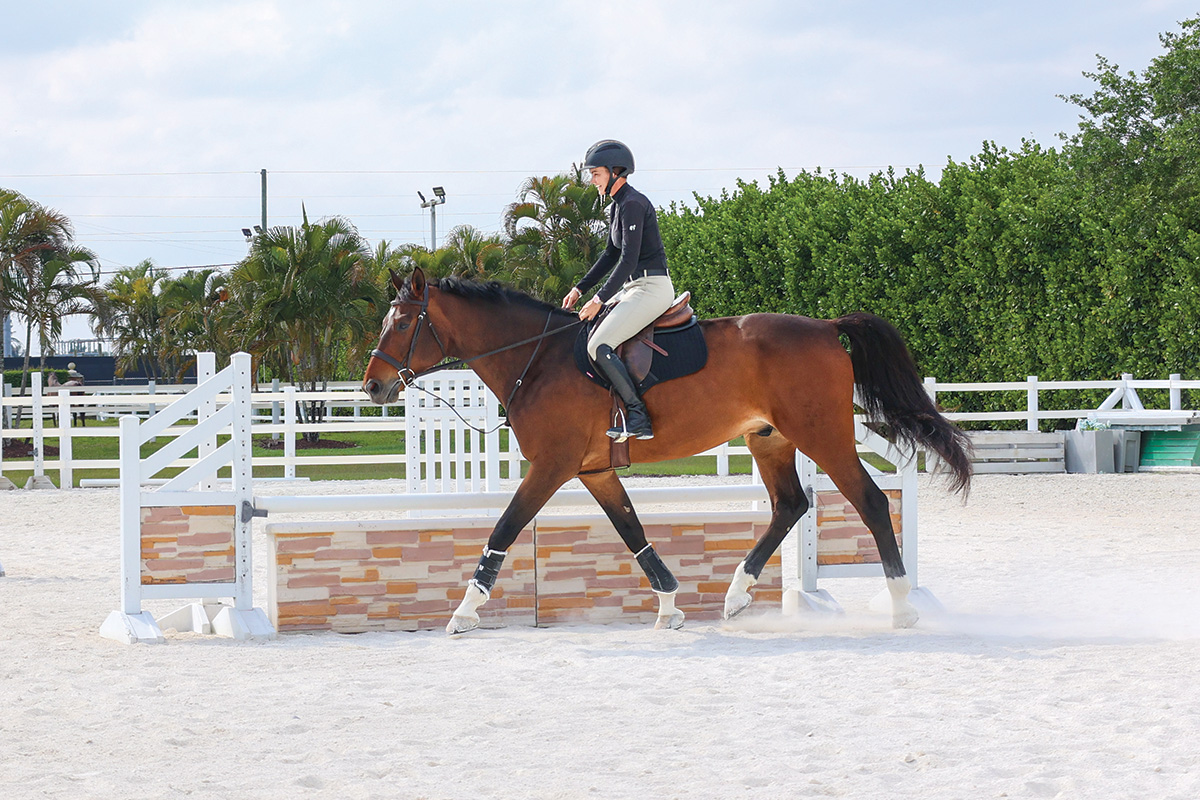 An equestrian trots a bay gelding around a ring