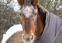 An older Appaloosa in the winter, wearing a blanket