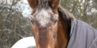 An older Appaloosa in the winter, wearing a blanket