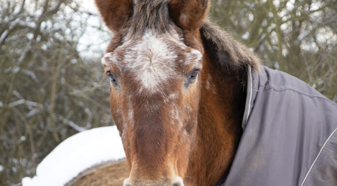 An older Appaloosa in the winter, wearing a blanket